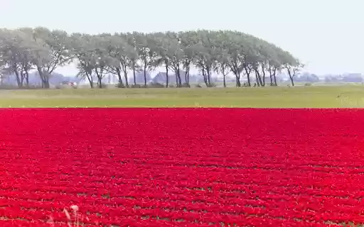 The fields are glowing pink from Chrome web store to be run with OffiDocs Chromium online The fields are glowing pink from Chrome web store to be run with OffiDocs Chromium online