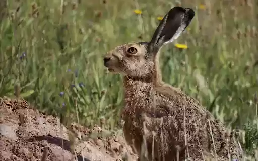 The hare digs a hole from Chrome web store to be run with OffiDocs Chromium online The hare digs a hole from Chrome web store to be run with OffiDocs Chromium online