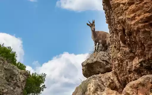 The Strong Mountain Goat from Chrome web store to be run with OffiDocs Chromium online The Strong Mountain Goat from Chrome web store to be run with OffiDocs Chromium online