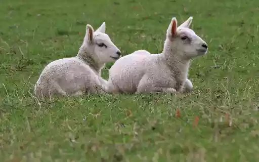 Two Little Lambs from Chrome web store to be run with OffiDocs Chromium online Two Little Lambs from Chrome web store to be run with OffiDocs Chromium online