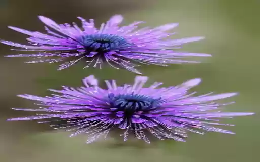 Two purple flowers wallpaper from Chrome web store to be run with OffiDocs Chromium online Two purple flowers wallpaper from Chrome web store to be run with OffiDocs Chromium online