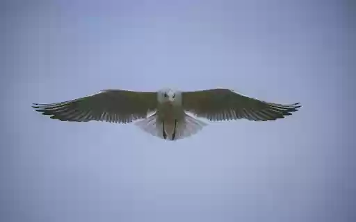 White Bird Flying in the Sky from Chrome web store to be run with OffiDocs Chromium online White Bird Flying in the Sky from Chrome web store to be run with OffiDocs Chromium online
