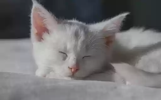 WHITE CAT THEME from Chrome web store to be run with OffiDocs Chromium online WHITE CAT THEME from Chrome web store to be run with OffiDocs Chromium online