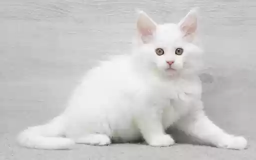 White fluffy cat from Chrome web store to be run with OffiDocs Chromium online White fluffy cat from Chrome web store to be run with OffiDocs Chromium online